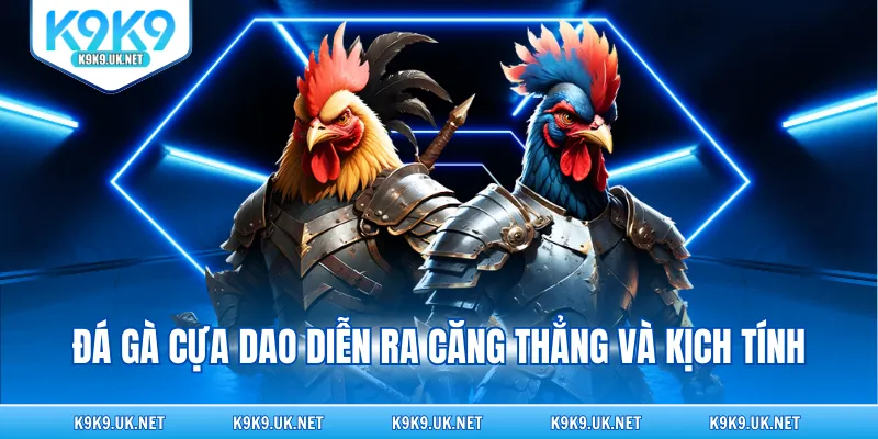 Đá gà cựa dao diễn ra căng thẳng và kịch tính